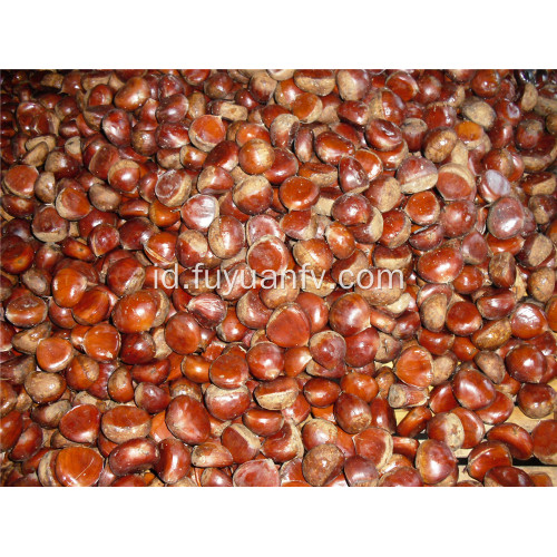 kastanye segar 30-40 pcs / kg